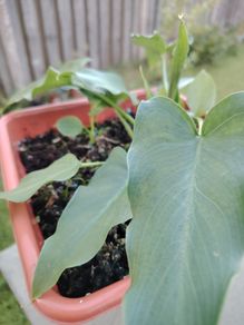 Plant