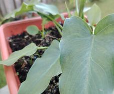 Plant