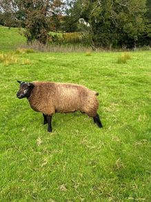 Blue Texel Tip Lamb