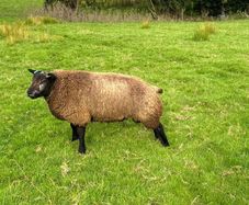 Blue Texel Tip Lamb