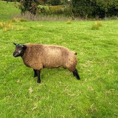 Blue Texel Tip Lamb