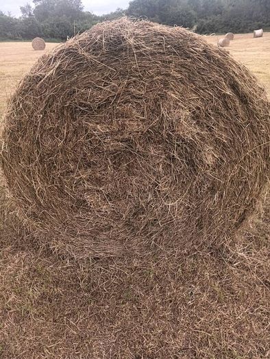 Round bales of hay