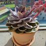 Echeveria Image 3