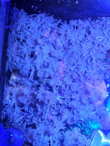 Xenia coral