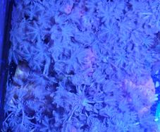 Xenia coral