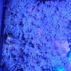 Xenia coral