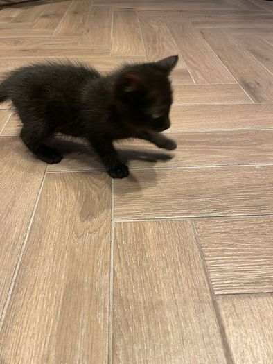 kitten