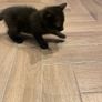 kittens Image 2