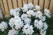 Rhododendron Snow White