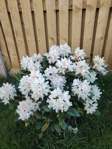Rhododendron Snow White
