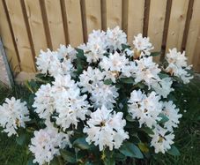 Rhododendron Snow White