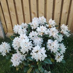 Rhododendron Snow White