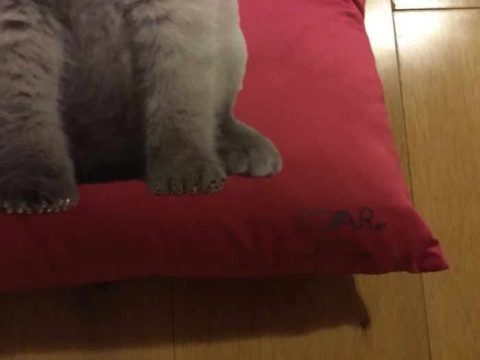 Cushions with Cat images