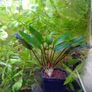 Aquarium plants Image 6