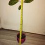 Avocado Tree Image 10