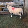 4 year old lanark ram Image 4