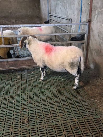 4 year old lanark ram