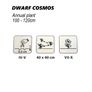 (C) Dwarf Cosmos White 2g (189354) Image 2