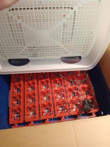 Buratto Real 24 Automatic Egg Incubator