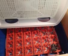 Buratto Real 24 Automatic Egg Incubator