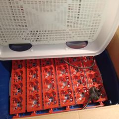Buratto Real 24 Automatic Egg Incubator