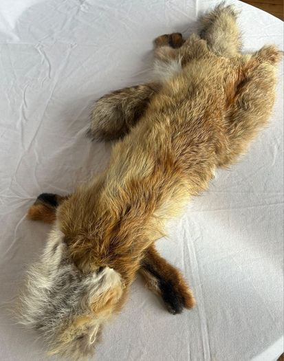 Vintage Red Fox Pelt Full Fur - 100cm - Taxidermy Throw - Excellent Condition