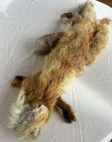 Vintage Red Fox Pelt Full Fur - 100cm - Taxidermy Throw - Excellent Condition