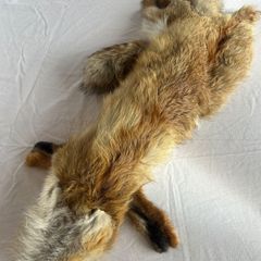 Vintage Red Fox Pelt Full Fur - 100cm - Taxidermy Throw - Excellent Condition