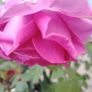 Roze plant Image 2