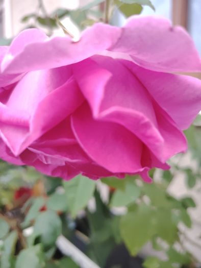 Roze plant