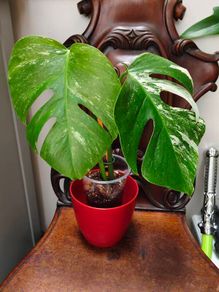 No.68 Monstera Albo
