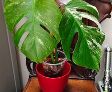 No.68 Monstera Albo