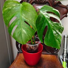 No.68 Monstera Albo