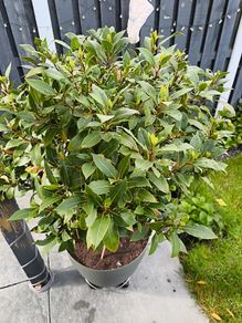 bay leaf tree