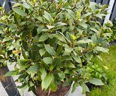 bay leaf tree