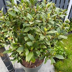 bay leaf tree