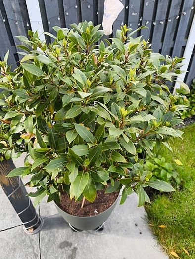 bay leaf tree