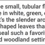 "Solomon's seal "(poligonadum). Image 7