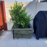 bay tree Image 3