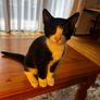 Kittens Image 6