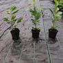 Laurel Hedging in 5 litre pot 4 ft just 4 Euro Image 6