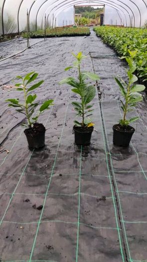 Laurel Hedging in 5 litre pot 4 ft just 4 Euro