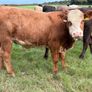 Cattle Image 3