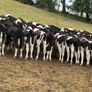 45 Fresian Bull Weanlings For Sale Image 4