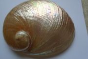 Large shell, Home decor, Trinket dish, Display, Ornament,Gift