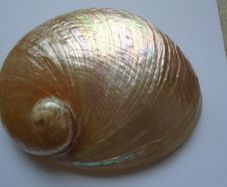 Large shell, Home decor, Trinket dish, Display, Ornament,Gift