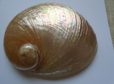 Large shell, Home decor, Trinket dish, Display, Ornament,Gift