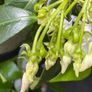 Established 210cm evergreen trachelospermum star fragrant flower jasmine in large rattan planter with trellis Image 7