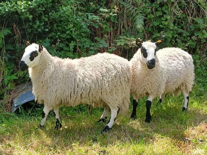 Excellent Kerryhill Hogget rams for sale