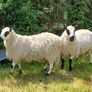 Excellent Kerryhill Hogget rams for sale Image 3